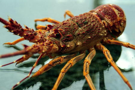 southern rock lobster.jpg